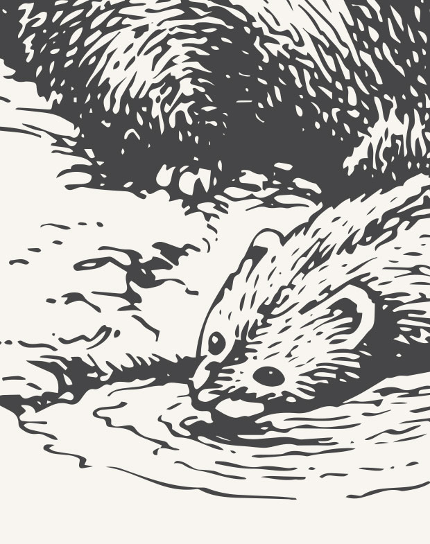 The Otter Inn - Otter Illustration